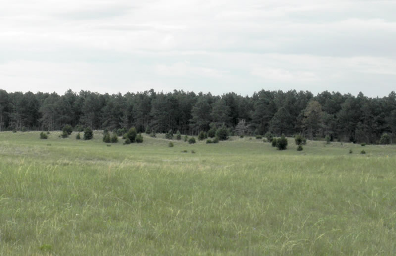 Samuel R. McKelvie National Forest | ExploreHere